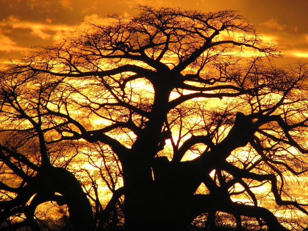 Maasai Simba Camp Hotel Amboseli Buitenkant foto