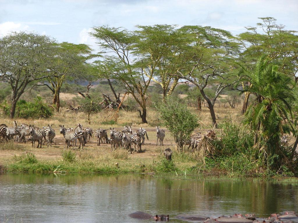 Maasai Simba Camp Hotel Amboseli Buitenkant foto